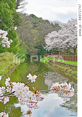 見沼田圃:見沼代用水東縁 見沼桜回廊 見沼田圃:見沼代用水東縁 見沼桜回廊 88972747