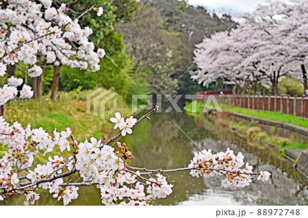 見沼田圃:見沼代用水東縁 見沼桜回廊 見沼田圃:見沼代用水東縁 見沼桜回廊 88972748