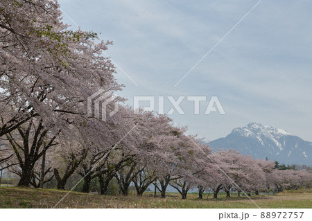 北杜市長坂町、桜吹雪、蕪の桜並木と甲斐駒ケ岳 88972757