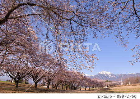 北杜市長坂町、満開のの蕪の桜並木と甲斐駒ケ岳 88972760