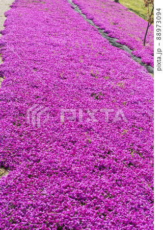芝桜が美しい東郷湖羽合臨海公園（鳥取県） 88973094