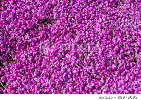 芝桜が美しい東郷湖羽合臨海公園（鳥取県） 88973095