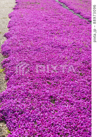 芝桜が美しい東郷湖羽合臨海公園（鳥取県） 88973096