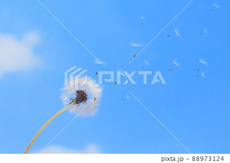 空に舞うタンポポの綿毛 空に舞うタンポポの綿毛 88973124