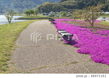 芝桜が美しい東郷湖羽合臨海公園（鳥取県） 88973161