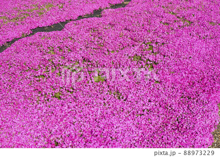 芝桜が美しい東郷湖羽合臨海公園（鳥取県） 88973229