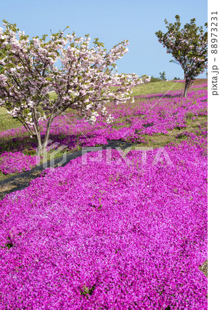 芝桜が美しい東郷湖羽合臨海公園（鳥取県） 88973231