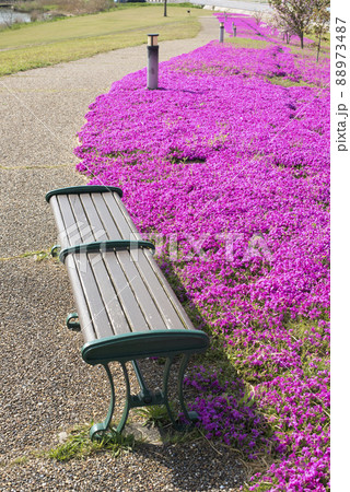 芝桜が美しい東郷湖羽合臨海公園(鳥取県) 芝桜が美しい東郷湖羽合臨海公園(鳥取県) 88973487