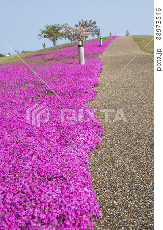芝桜が美しい東郷湖羽合臨海公園（鳥取県） 88973546