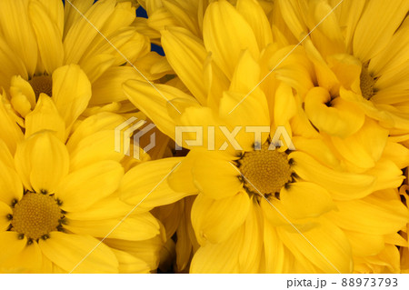 Bright Yellow Chrysanthemums Close up in outdoor lighting 88973793