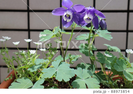 オダマキとネモフィラの寄せ植え オダマキとネモフィラの寄せ植え 88973854