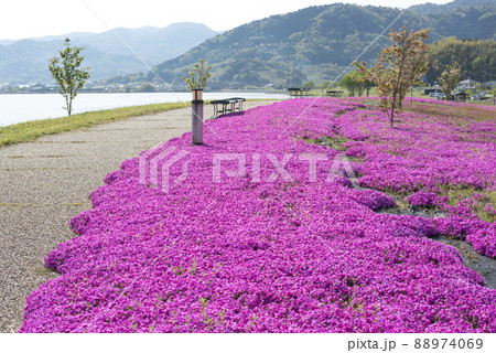 芝桜が美しい東郷湖羽合臨海公園（鳥取県） 88974069