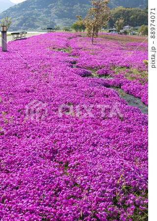 芝桜が美しい東郷湖羽合臨海公園（鳥取県） 88974071