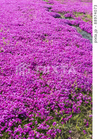 芝桜が美しい東郷湖羽合臨海公園（鳥取県） 88974073