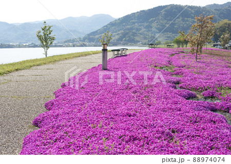 芝桜が美しい東郷湖羽合臨海公園（鳥取県） 88974074