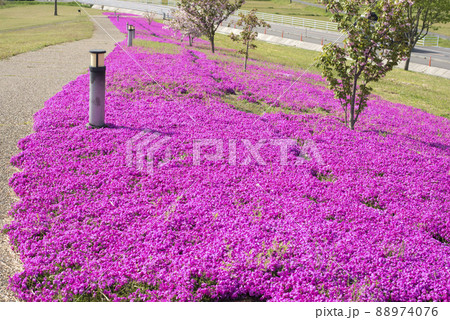 芝桜が美しい東郷湖羽合臨海公園（鳥取県） 88974076