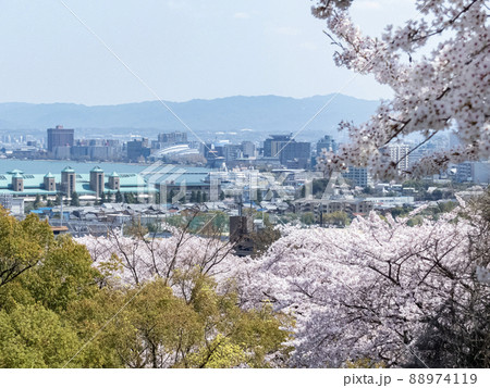 滋賀県の公園の桜 88974119