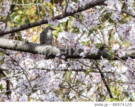滋賀県の公園の桜 滋賀県の公園の桜 88974120