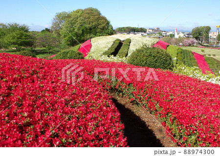 ツツジ咲く塚山古墳 ツツジ咲く塚山古墳 88974300