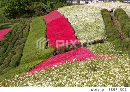 ツツジ咲く塚山古墳 ツツジ咲く塚山古墳 88974301