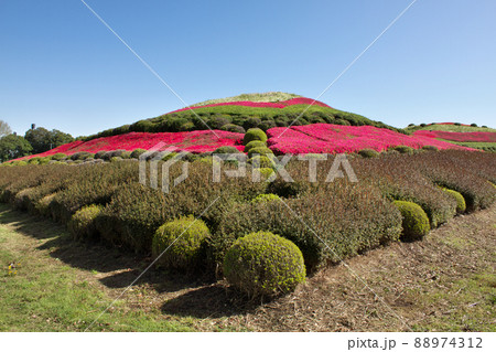 ツツジ咲く塚山古墳 88974312