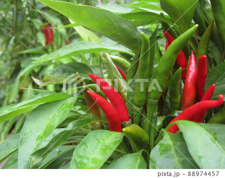 Asian Hot Pepper from Korea Shallow DOF Asian Hot Pepper from Korea Shallow DOF 88974457