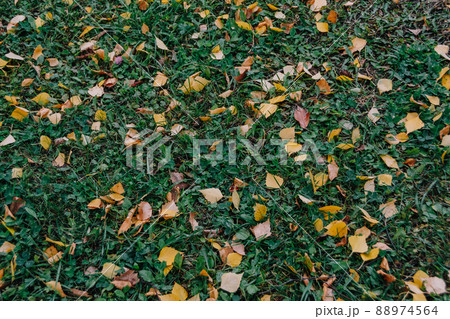 Yellow leaves on green grass after rain. Autumn weather in city park. 88974564