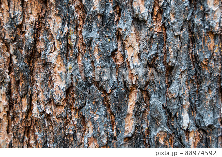Pine bark of old tree as abstract background. Textured surface of trunk. Pine bark of old tree as abstract background. Textured surface of trunk. 88974592