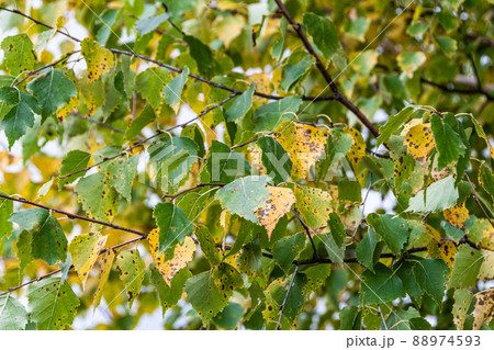 Yellow green birch leaves as symbol of beginning of autumn. Tree branches under rays of sun Yellow green birch leaves as symbol of beginning of autumn. Tree branches under rays of sun 88974593