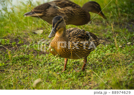 Gray ducks walk in green grass. Wild birds in habitat. Naturalist's observations of animals. Bird hunting in autumn 88974629