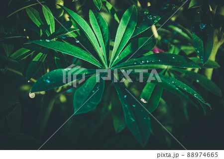 Lupin leaves with dew drops in summer garden. Green natural background for floristry. Fresh stems after rain. Lupin leaves with dew drops in summer garden. Green natural background for floristry. Fresh stems after rain. 88974665