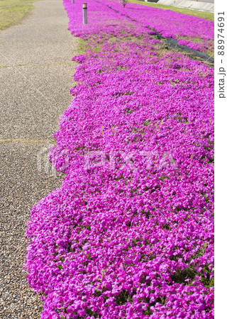 芝桜が美しい東郷湖羽合臨海公園(鳥取県) 芝桜が美しい東郷湖羽合臨海公園(鳥取県) 88974691