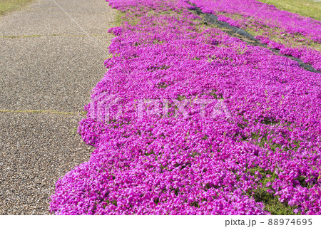 芝桜が美しい東郷湖羽合臨海公園(鳥取県) 芝桜が美しい東郷湖羽合臨海公園(鳥取県) 88974695