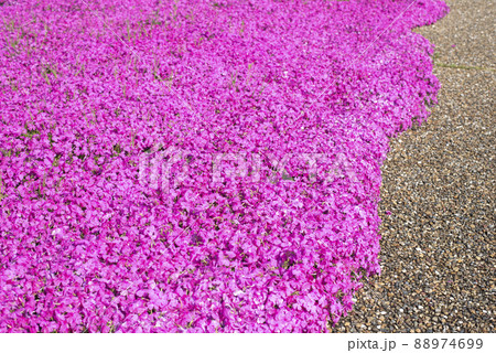 芝桜が美しい東郷湖羽合臨海公園（鳥取県） 88974699