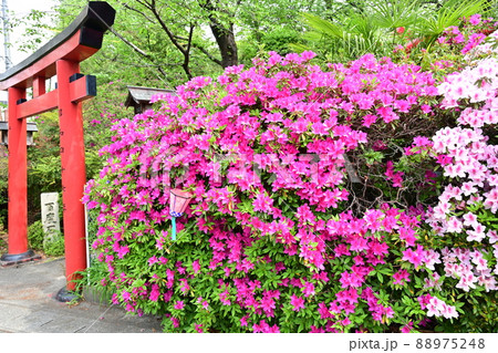 名古屋都市風景・おちょぼ稲荷 名古屋都市風景・おちょぼ稲荷 88975248