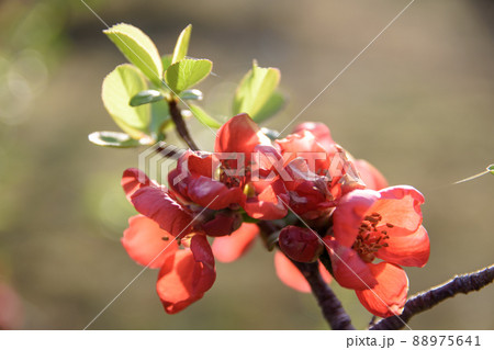 赤い木瓜の花 赤い木瓜の花 88975641