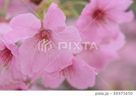 陽光桜の花 陽光桜の花 88975650