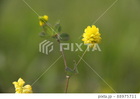 コメツブツメクサ 88975711