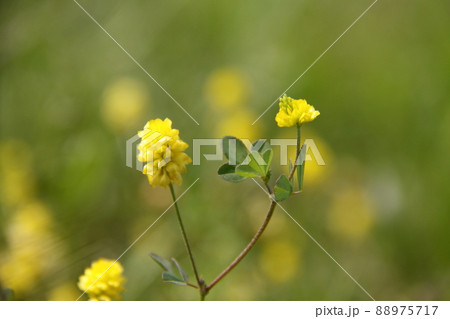 コメツブツメクサ 88975717