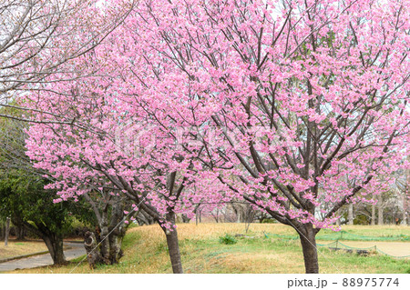陽光桜の木 88975774
