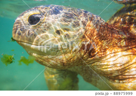 Turtle Turtle 88975999