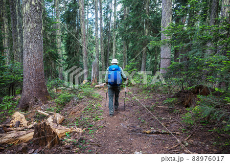 Hike in the forest Hike in the forest 88976017