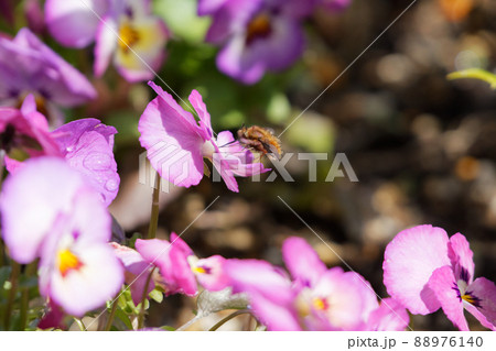 ビロードツリアブの吸蜜 88976140