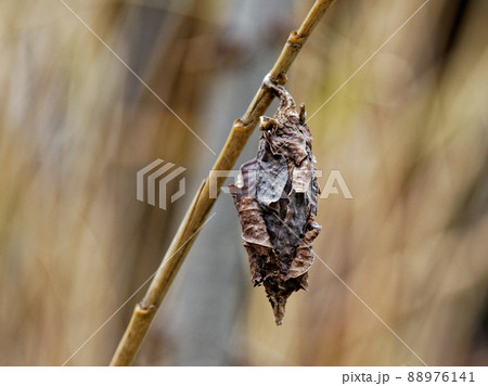 蓑虫オオミノガ 蓑虫オオミノガ 88976141