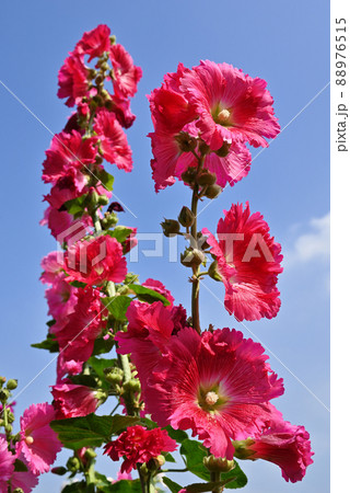 Hollyhock flower ( Alcea rosea ) in the garden. 88976515