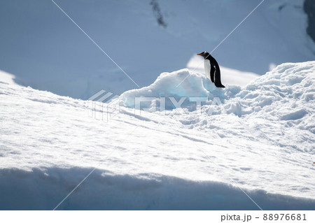 Gentoo penguin stands on snow in sunshine 88976681