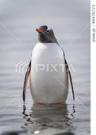 Gentoo penguin stands watching camera in shallows 88976723