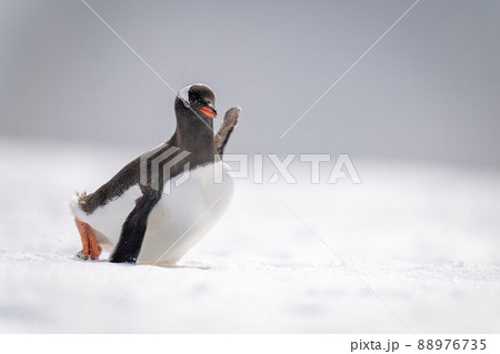 Gentoo penguin struggles across snow in sunshine 88976735