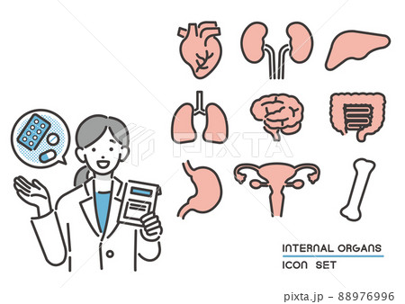臓器内臓と説明をする薬剤師のベクターイラスト素材／心臓／ボディパーツ 88976996
