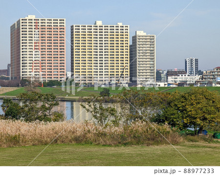 東京 江戸川河川敷(2021年11月) 東京 江戸川河川敷(2021年11月) 88977233